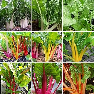 Rainbow Swiss Chard - Beta vulgaris subsp. cicla VAR. flavescens Vegetable Seeds, Also Known as Leaf Beet Home Garden Planting by Heirloom Garden, 200 Seeds