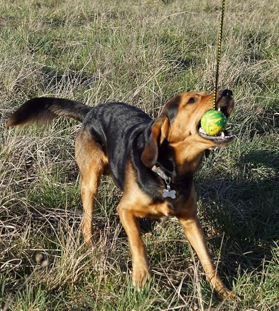 Foto 5 de 8 de Dingo Pelota de Goma Cuerda para atrapar