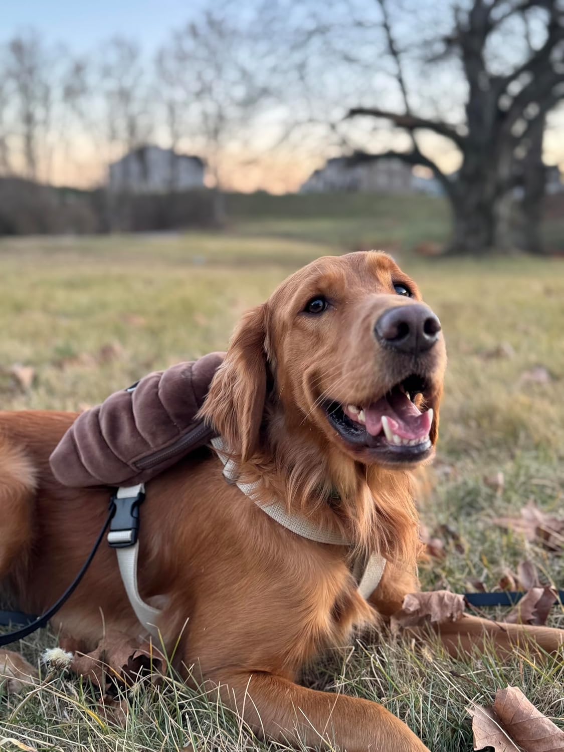 Korean Dog Harness Backpack for Small, Medium, Large and X-Large Dogs POOPIE Backpack for Dogs Cute Puppy Backpacks Bag with Poop Dispenser Outdoor Backpack for Dogs Poop FACE (Large)