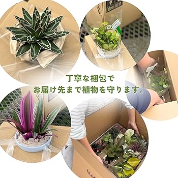 Amazon｜inakougei（イナコウゲイ） 観葉植物 3号 おまかせ【4個