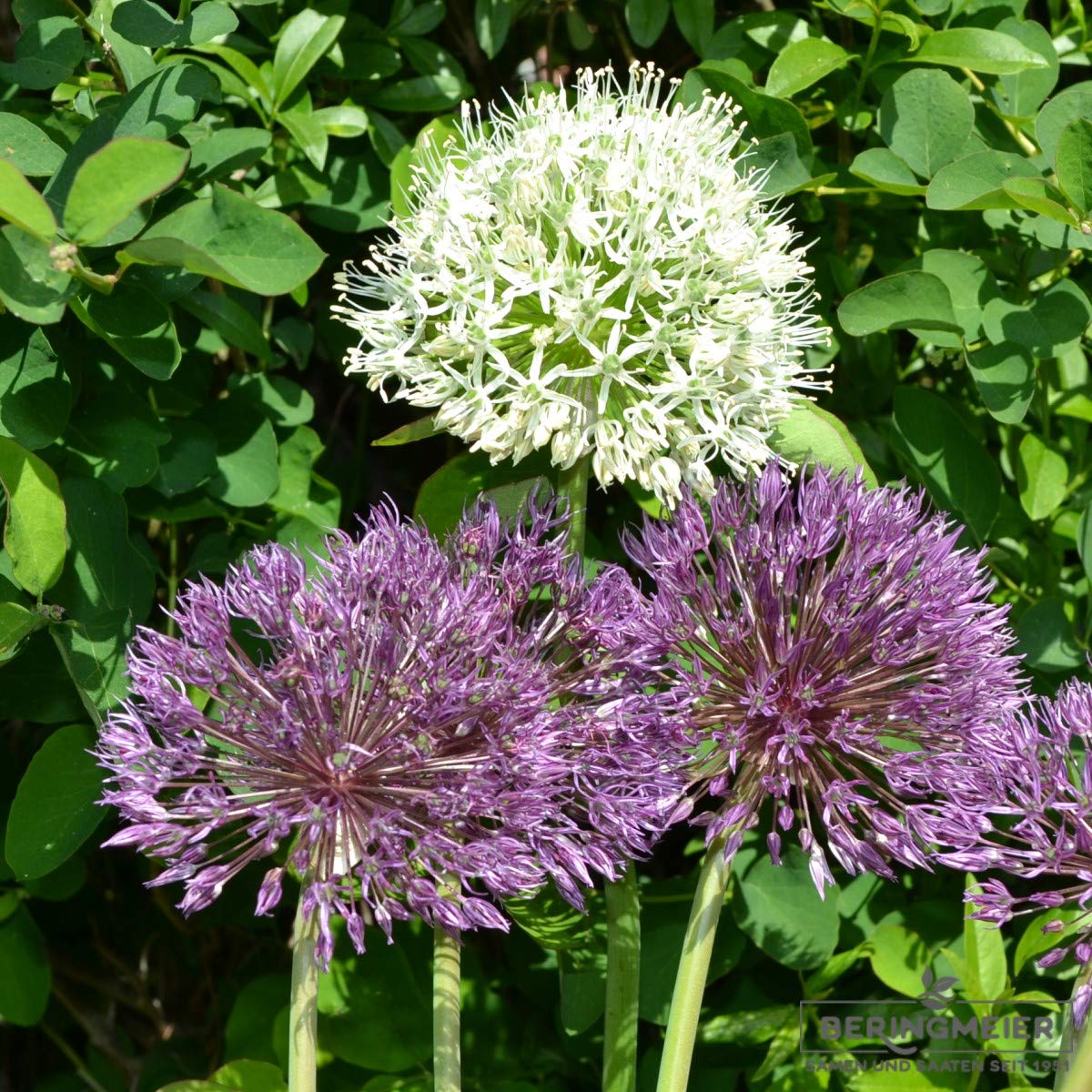 Blumenzwiebeln Alliumzwiebeln Allium stipitatum Mount Everest, reinweiß (10 Zwiebeln)