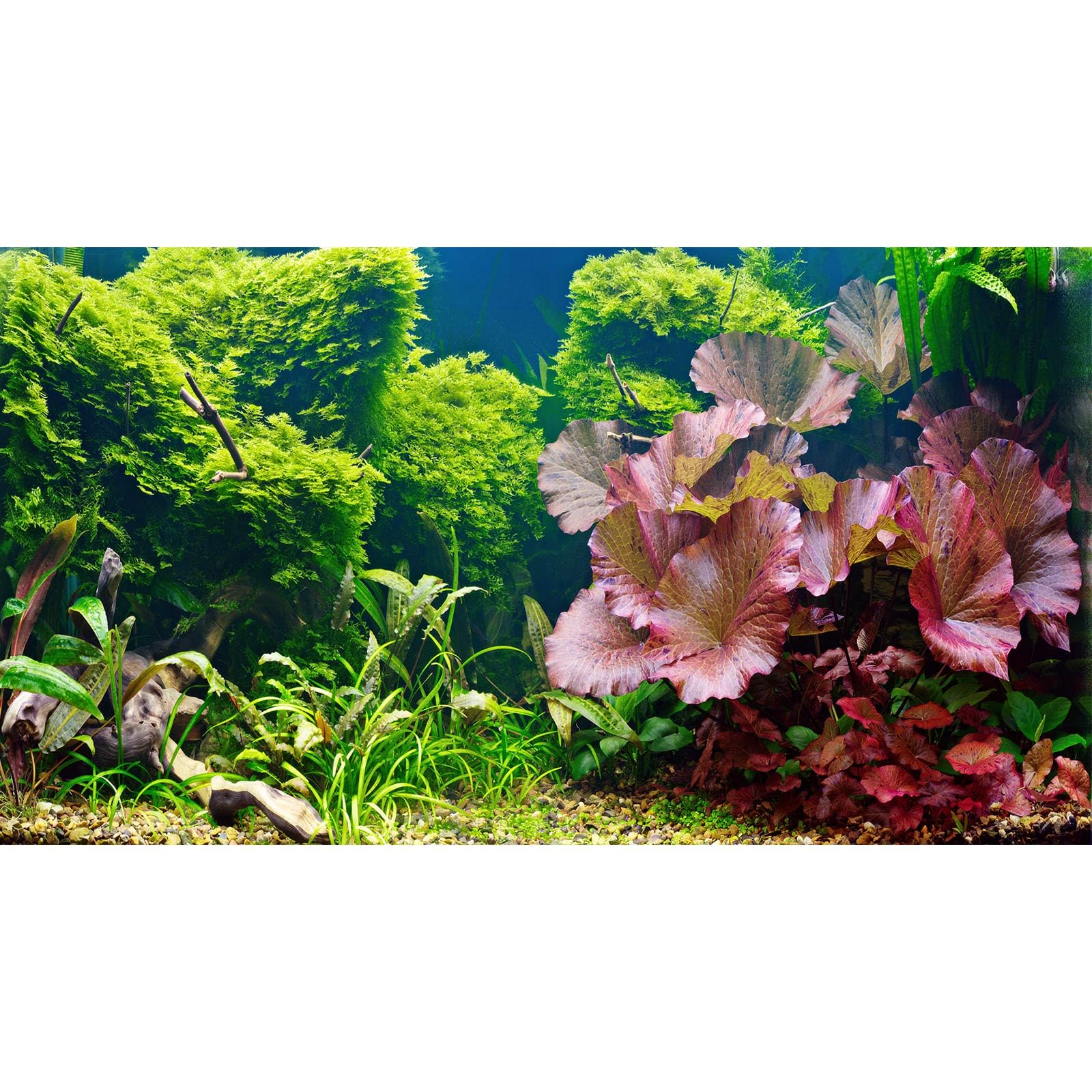 Aquarium Background Underwater Grass Leaves Pebble Aquarium Backdrop Vivid and Fresh Green Aquatic Plant Background Stone River Bed DeadWood Purple Leaves Tank Background Decor Vinyl 72x18in