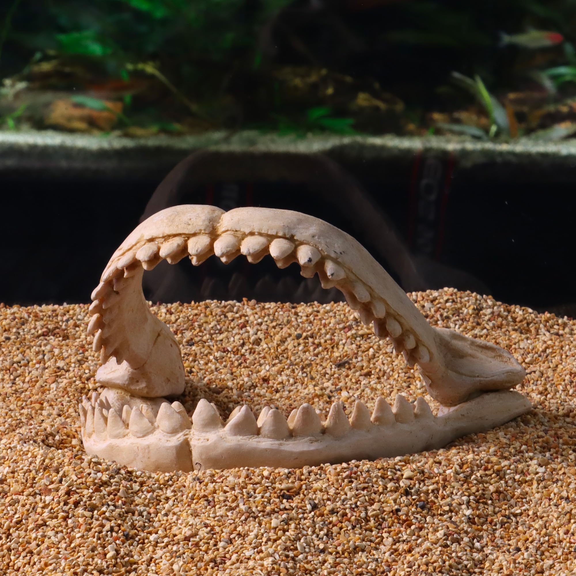 CROCI Dents de Requin Décoratif pour Aquariophilie Taille M