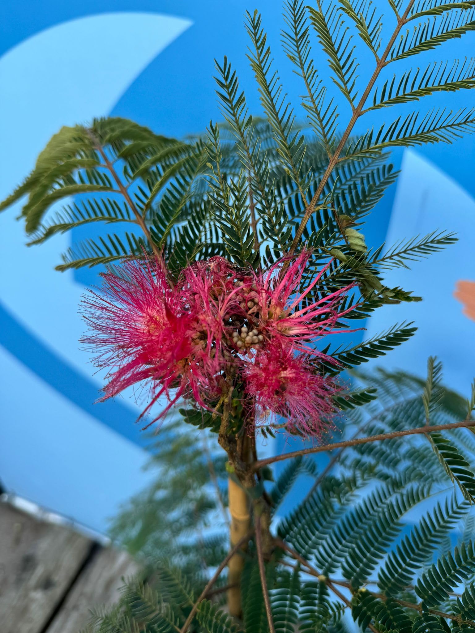 Sunny Tree - Arbre à soie - Albizia Julibrissin « Ombrella » - Arbre rustique - Fleurs roses - 160 cm - Acacia à soie