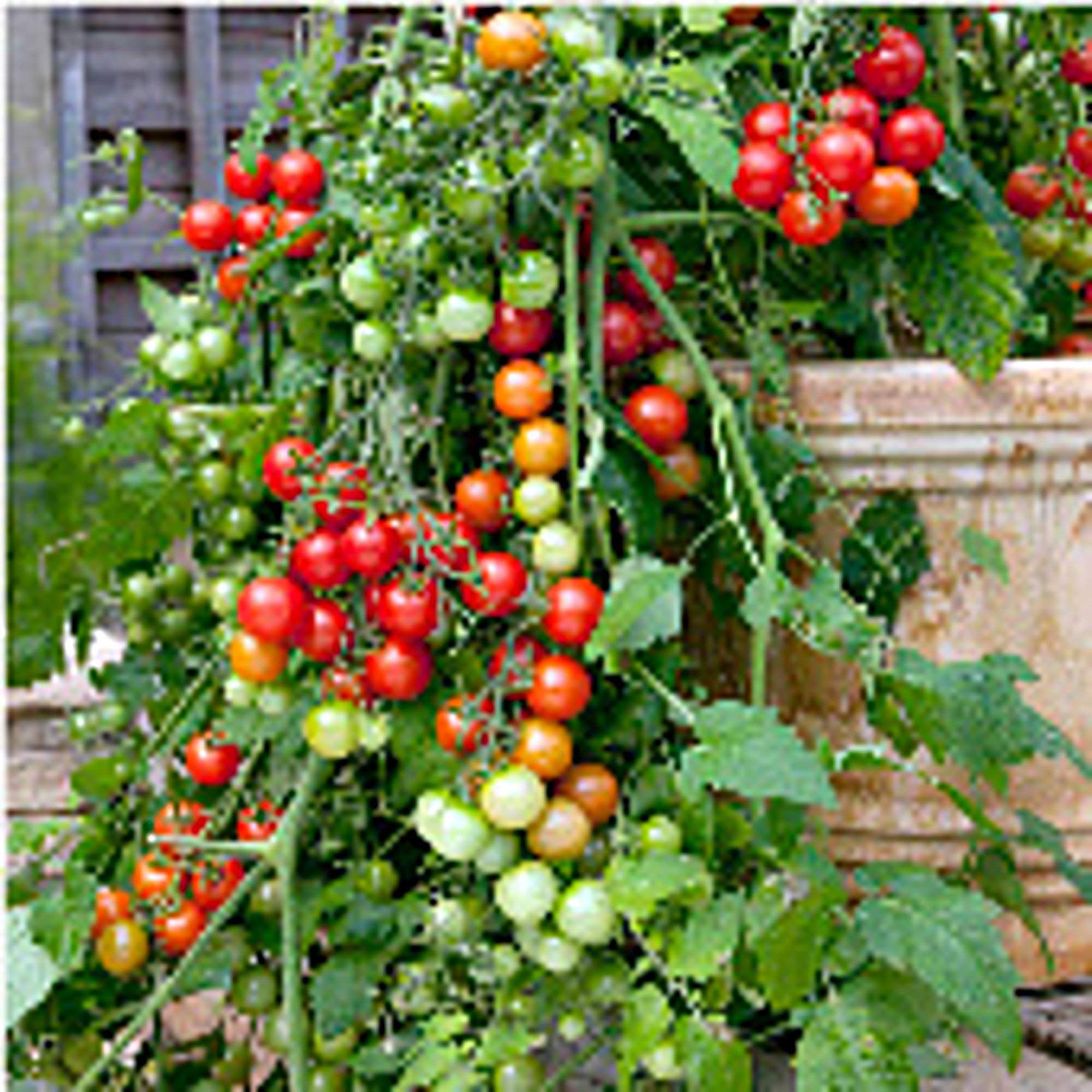 Amazon.com : Lizzano Tomato Seeds (25 Seed Packet) (More Heirloom