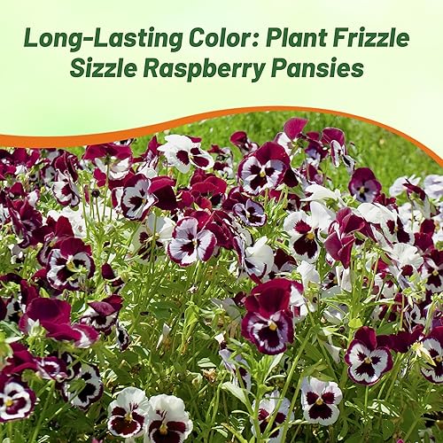 Miniatura 7 de Outsidepride Pansy Frizzle Sizzle Raspberry - Planta de interior o jardín al aire libre para camas fronteras macetas y recipientes 50 semillas