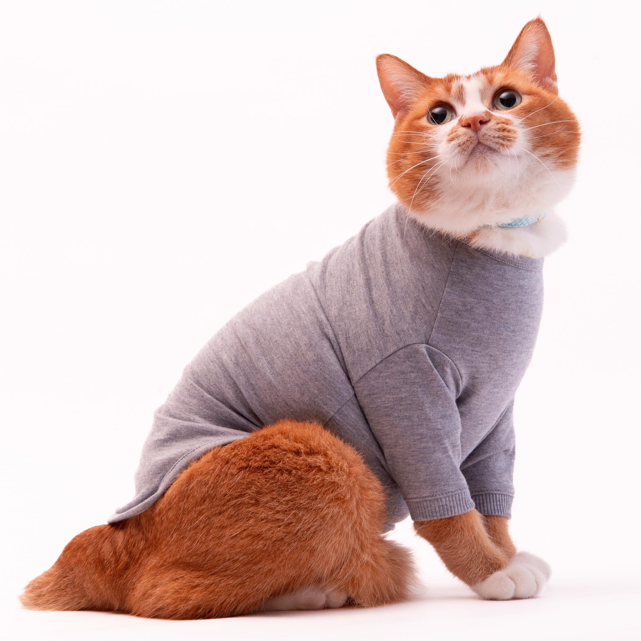 ねこぼ Since it's our anniversary, I bought a running wheel for the