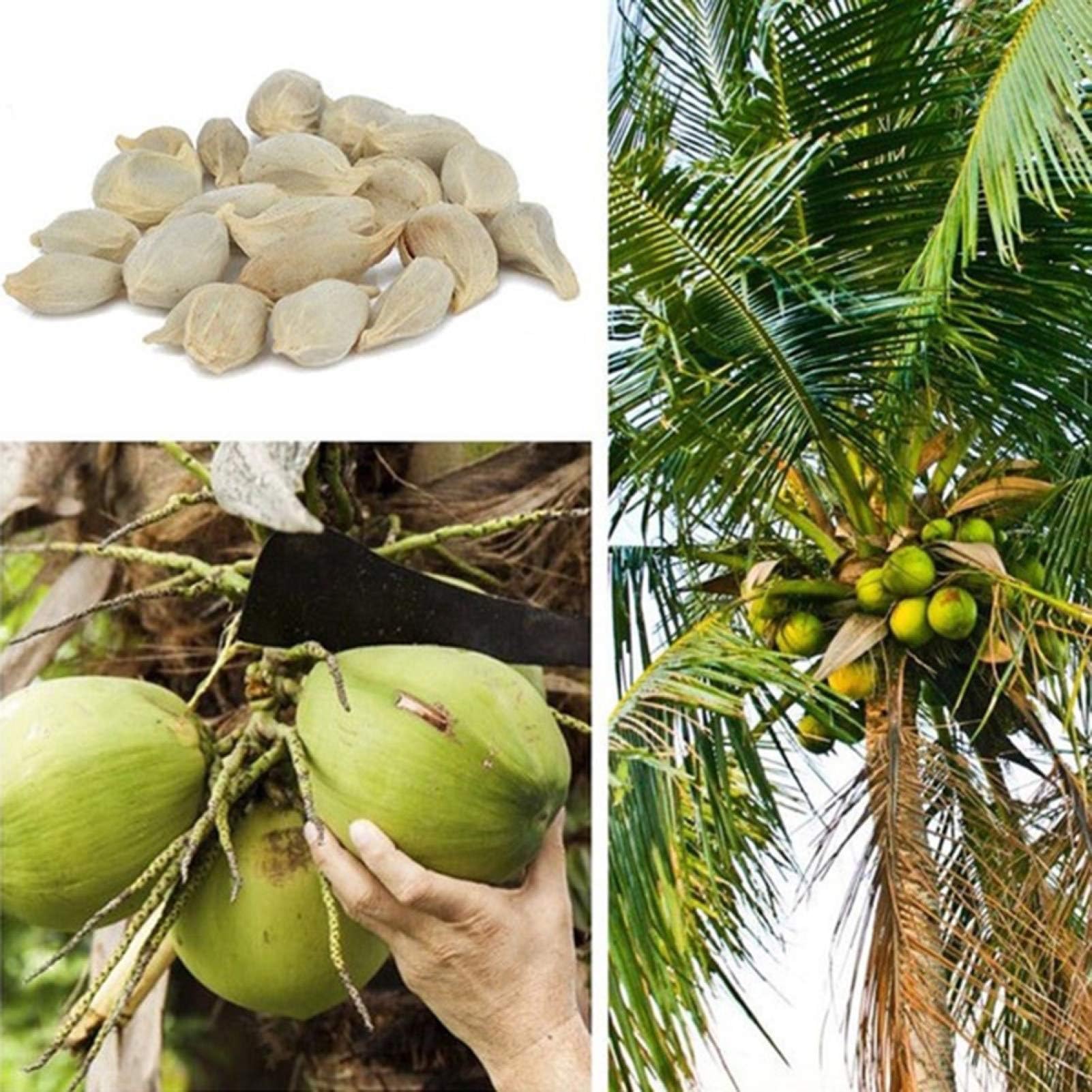 Seeds for Gardening,20Pcs Coconut Tree Seeds Beach Juicy Delicious Fruit Garden Yard Bonsai Decor - Coconut Tree Seeds