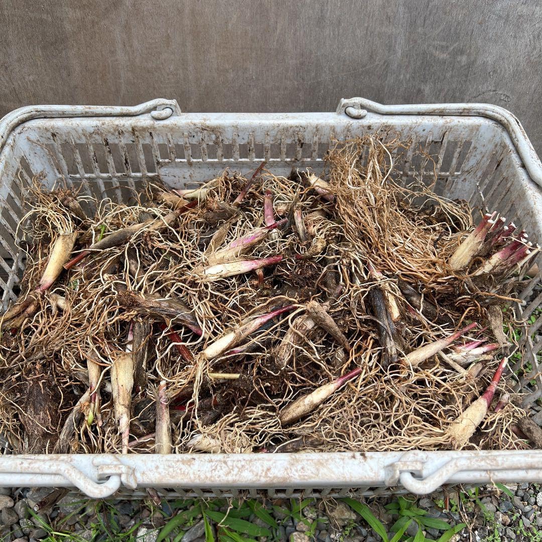 北海道産 行者ニンニク 球根の束 根のみ 100サイズ発送 500本