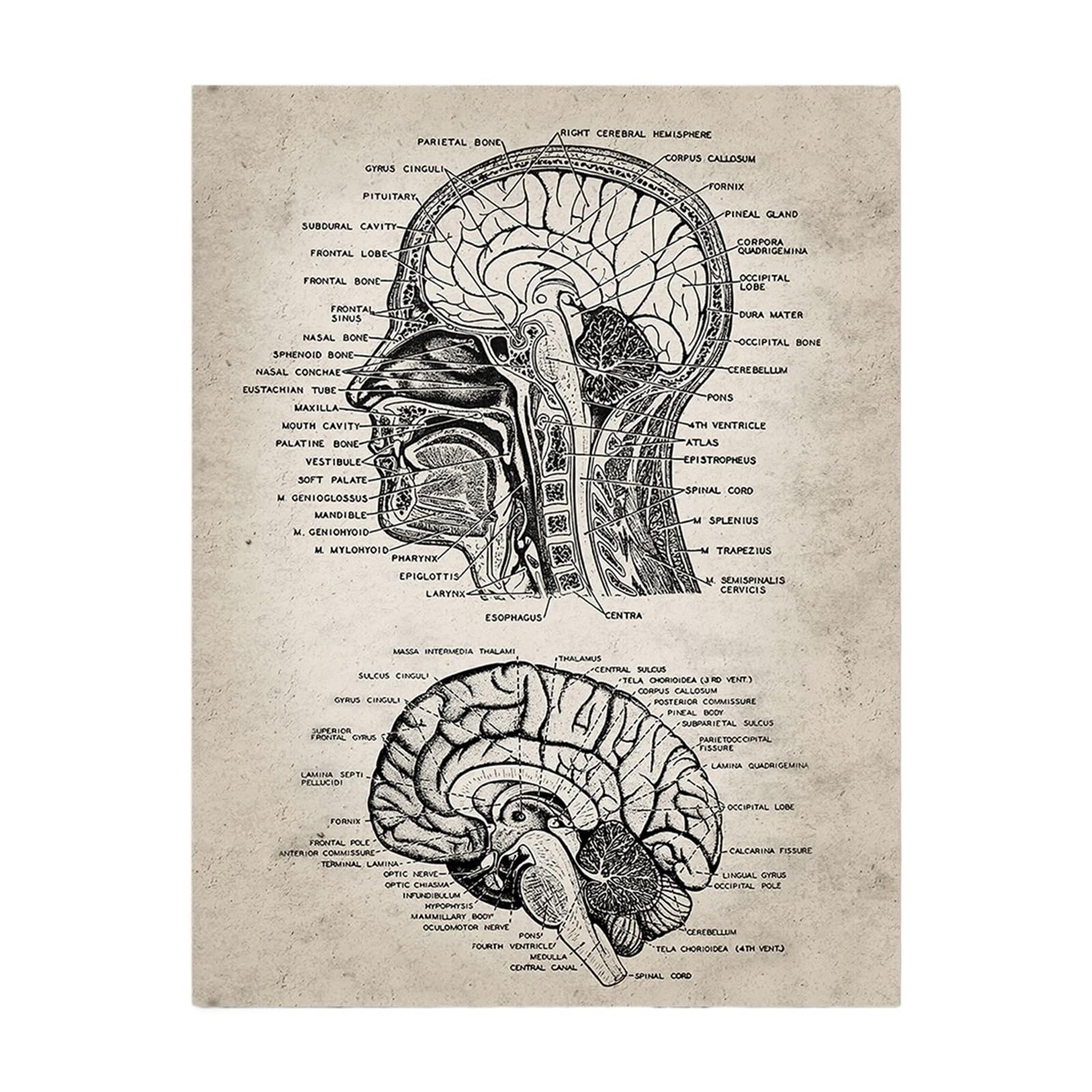 Squelette anatomique vintage sur toile pour remplacer les posters en papier fragiles de bureau