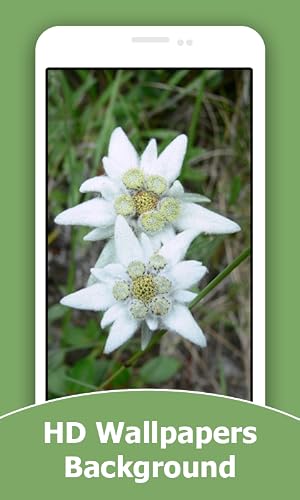 Edelweiss Flower HD Wallpapers And Background