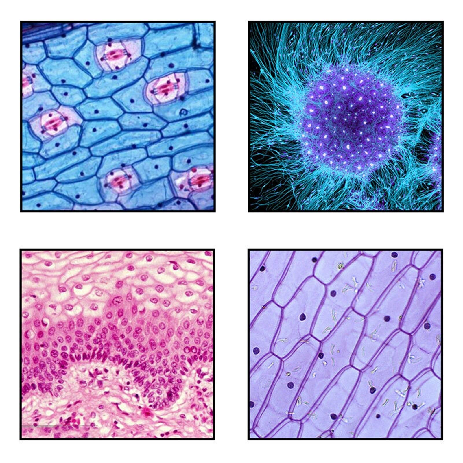 Mikroskop cyfrowy, Mikroskop biologiczny, Mikroskop monokularny 2000X 360 Rotatowalna głowica LED USB i regulowany dolny podświetlony