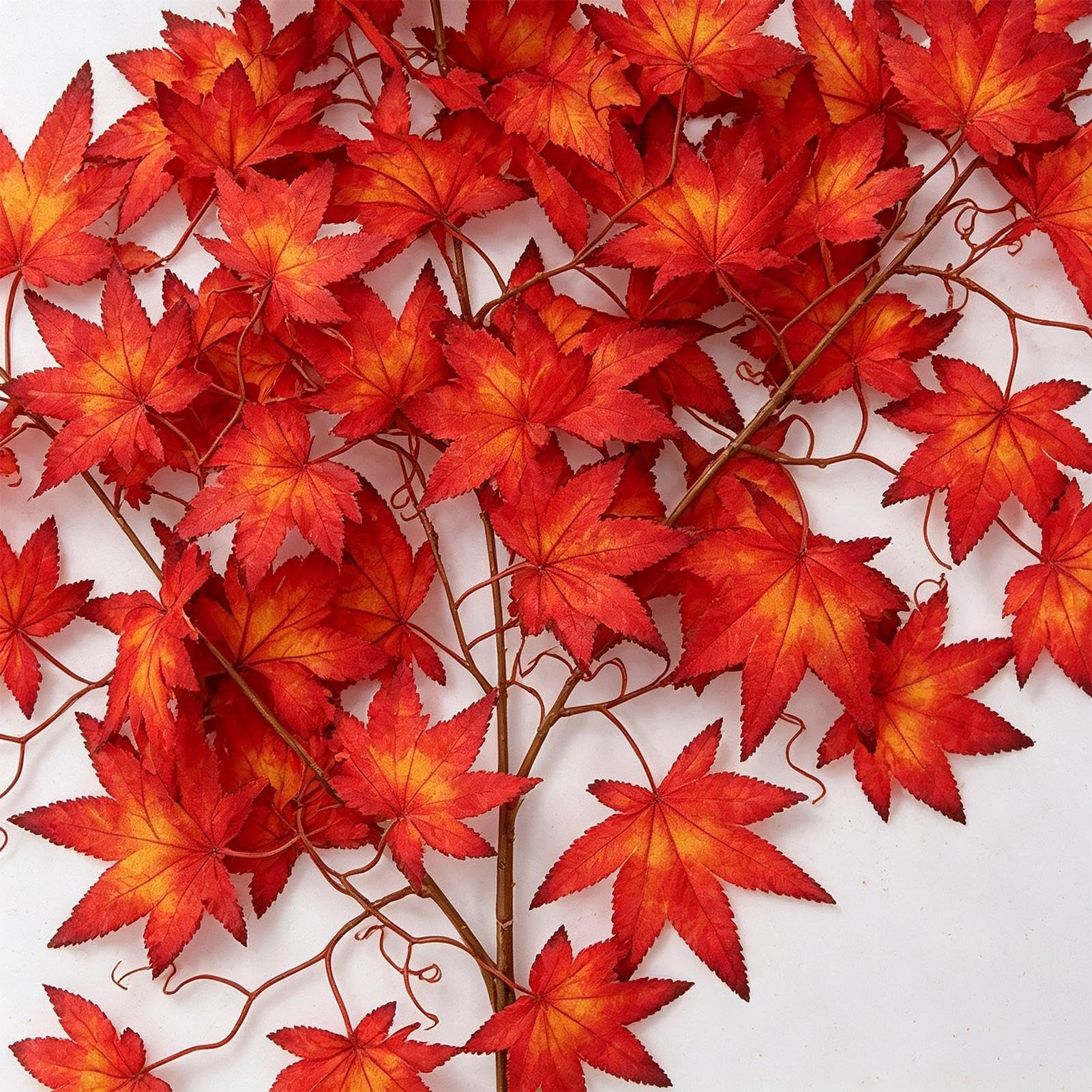 Autunno Foglie D'acero Autunno Ringrazi