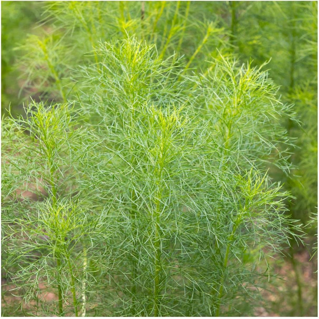 Everwilde Farms - 1 Lb Cumin Herb Seeds - Gold Vault