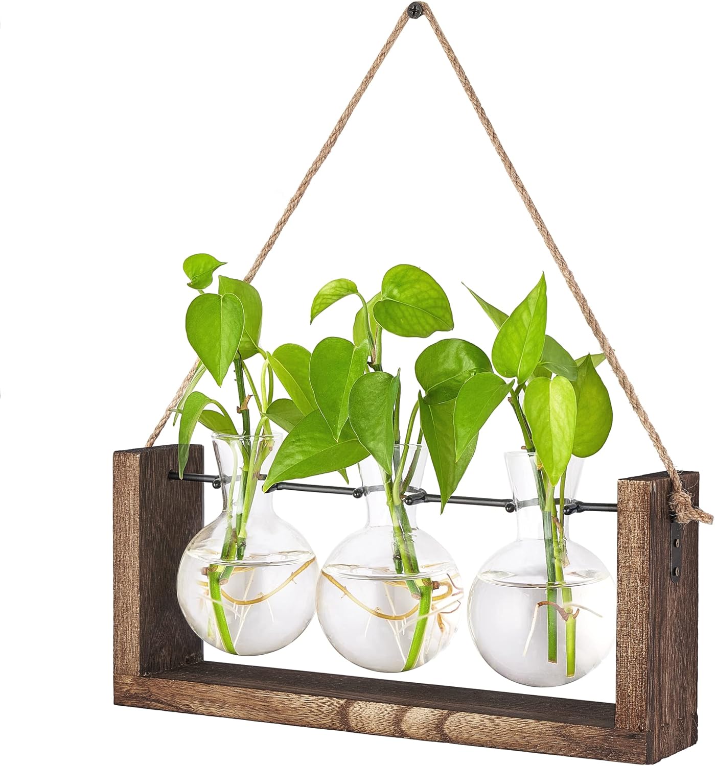Dahey Planter Propagation with Wooden Stand, Desktop Plant