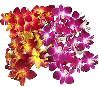 Miami Fresh Orchid Flower OrchidClub USA Sunne Tropical Loose Bloom DIY Lei Food Drink Decoration (50 YELLOW 50 PURPLE)