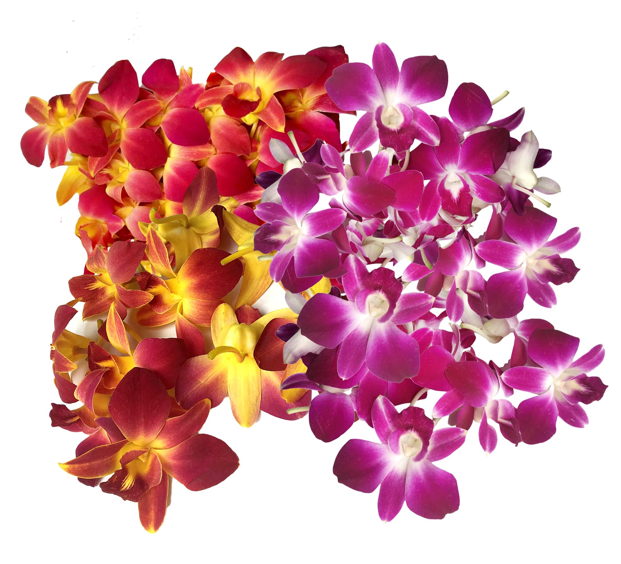 Fresh Orchid Flower OrchidClub USA Loose Bloom DIY Lei Food Drink Decoration (50YELLOW 50PURPLE)