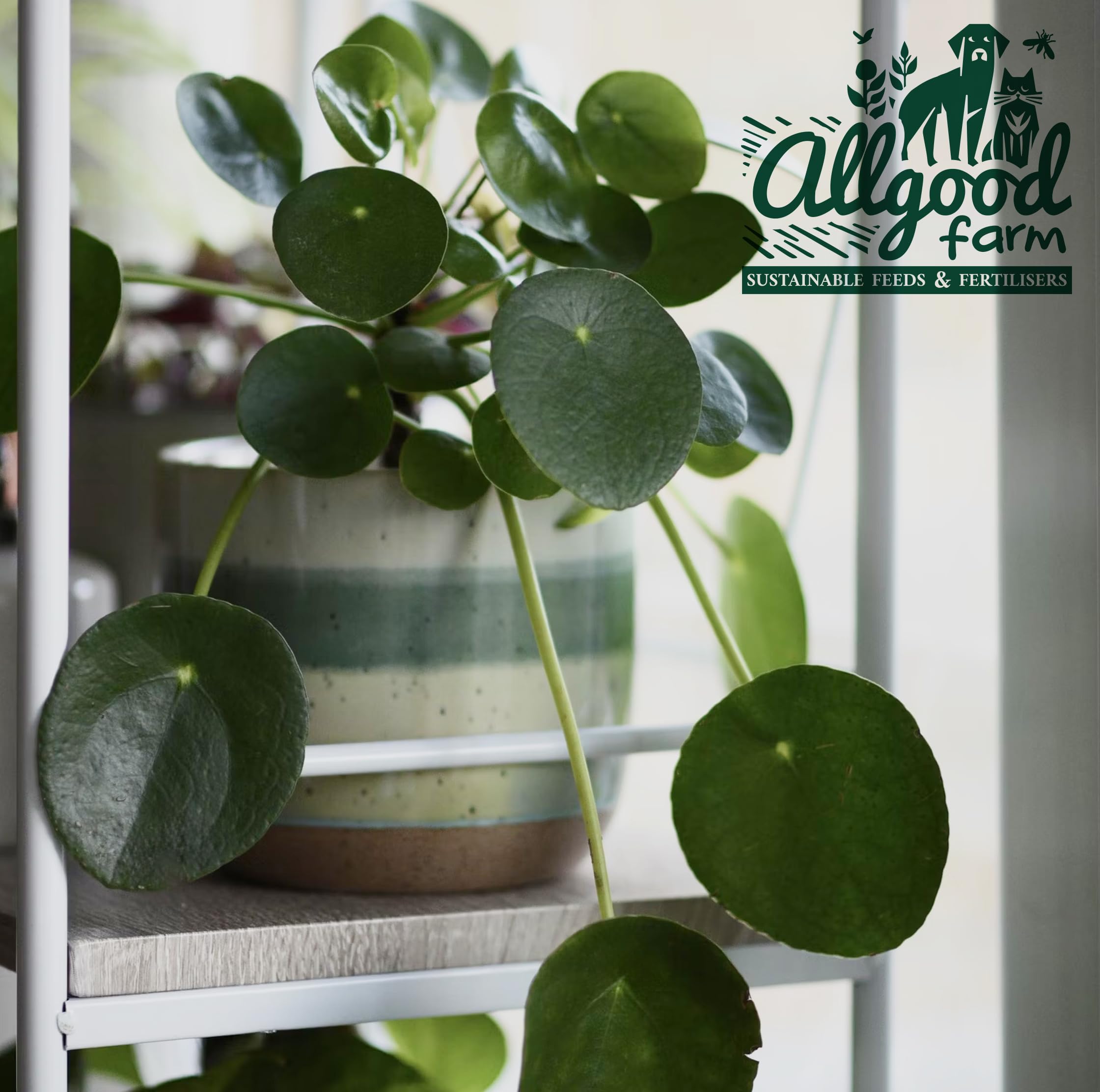 Allgood Farm Pilea & Peperomia Soil - Expert Potting Soil Mix for Chinese Money Plant Baby Rubberplant, String of Turtles (3 Litres) - Image 4