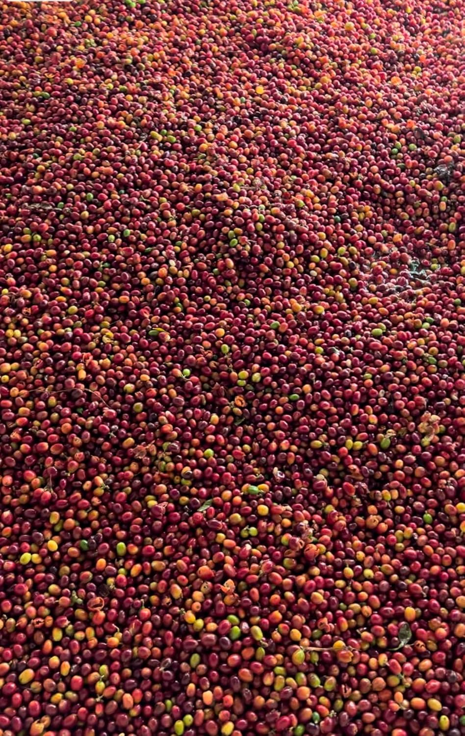 Single Origin Unroasted Green Coffee Beans, From Colombia, Specialty Grade, Finca El Lejano Oriente, Castillo and Caturra Varietals (5 lbs, Colombia Natural Process)