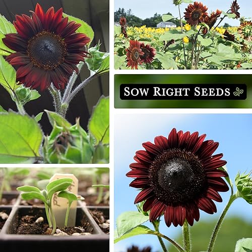 Miniatura 4 de Sow Right Seeds - Semillas de girasol de cereza y chocolate para plantar - Paquete de reliquia sin OMG con instrucciones para cultivar - Hermosa