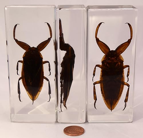 Miniatura 285 de Escarabajo de algodoncillo azul cobalto real de 1.732 in en espécimen de resina de lucita cristalina, insectos, insectos preservados, colección