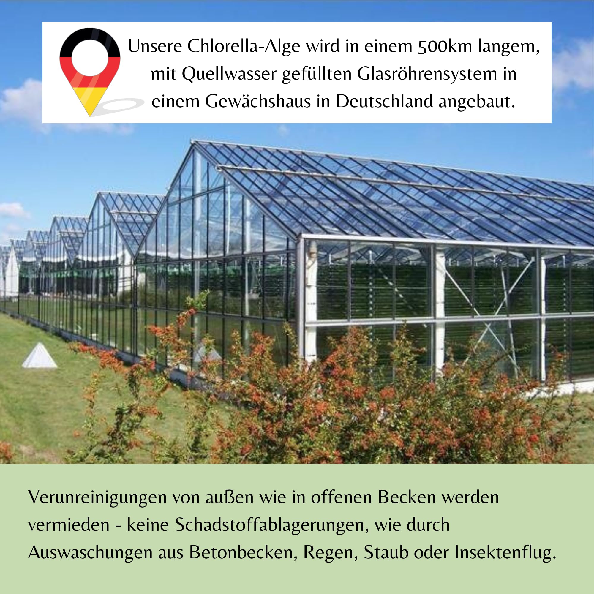 Chlorella Pulver 120g aus Deutschland - Regional, Rein & Kontrolliert (Roh Vegan) Algen reich an Vitamin B12 Eisen Spermidin Chlorophyll - Grüne Mikroalge Chlorella Vulgaris