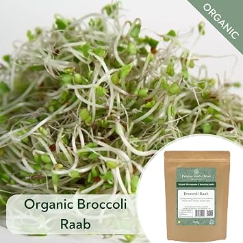 PREMIER SEEDS DIRECT - MICROGREEN/Sprouting Seeds - Broccoli RAAB - Organic (400 Grams)