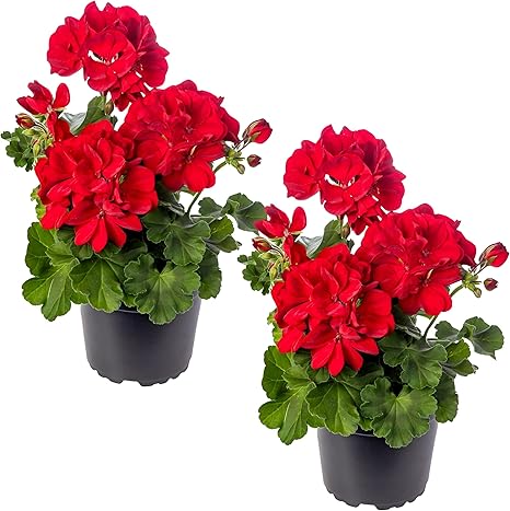 Live Flowering Zonal Geraniums - Red (2 Plants Per Pack) - Beautiful Spring Flowers - 12" Tall by 5" Wide in 1 Qt Pot