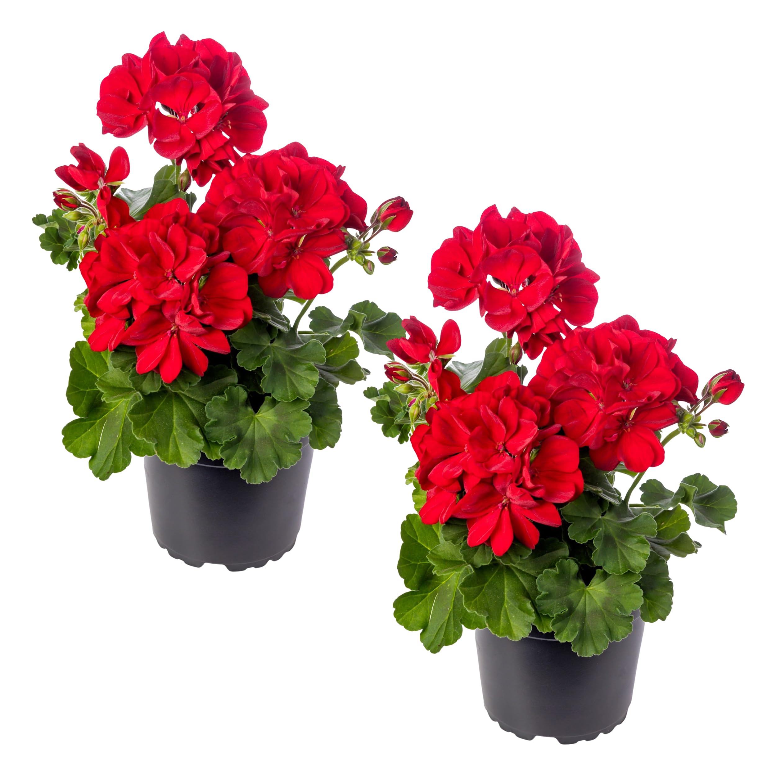 The Three Company Zonal Geraniums Red 2-Pack