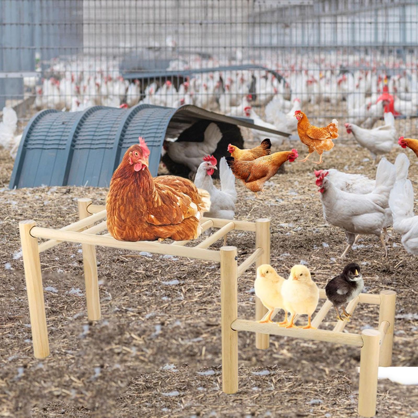Perchoir en Bois avec échelle, Facile à Assembler et Structure Robuste, idéal pour l'entraînement et Le Divertissement des Poules.
