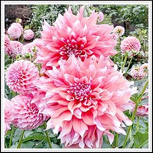 Dahlienknollen mit großen, mehrfarbigen Blüten, die sehr dekorativ sind