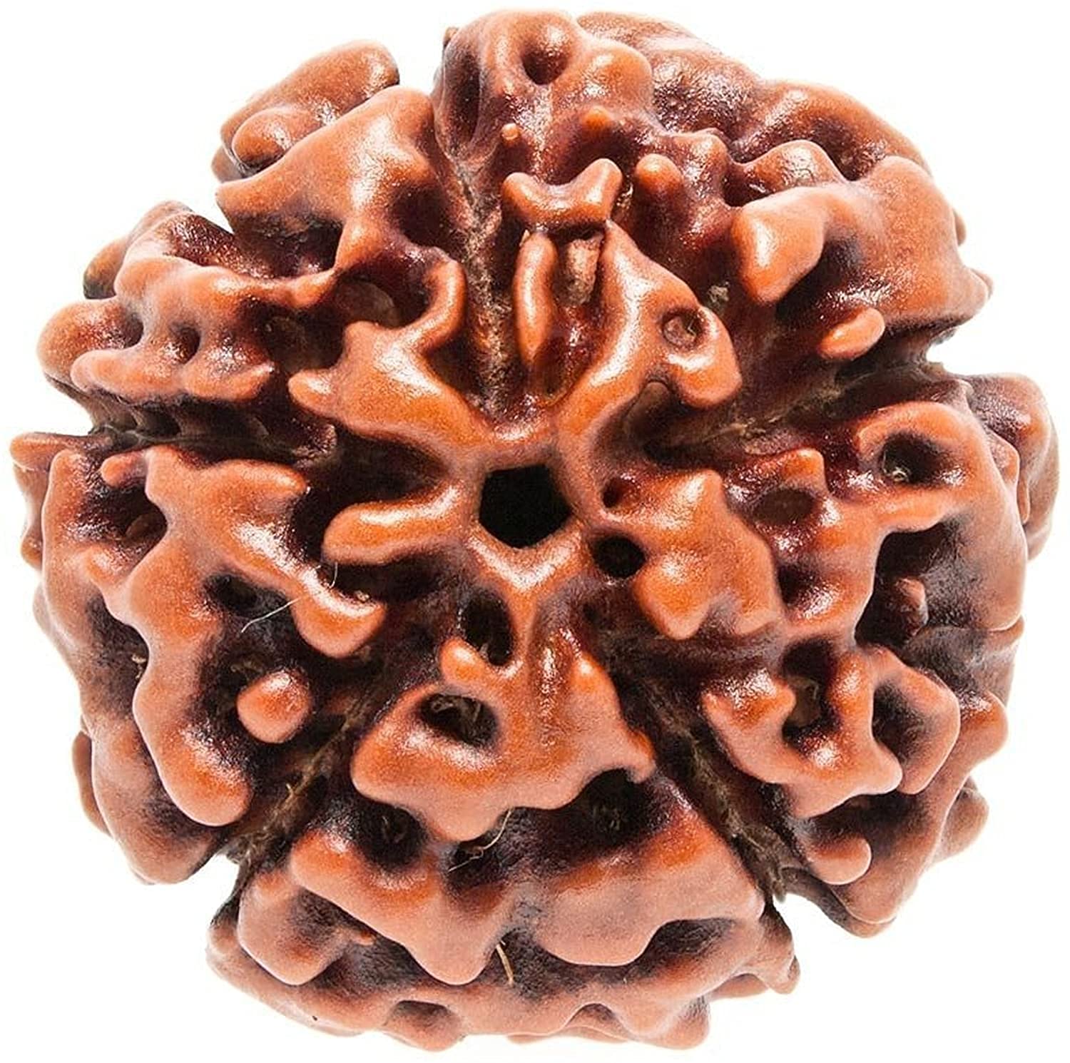 SAMRIDHI Creation Nepali Ganesh Rudraksha Energised Ganesha/Ganpati Rudraksh (5mukhi)