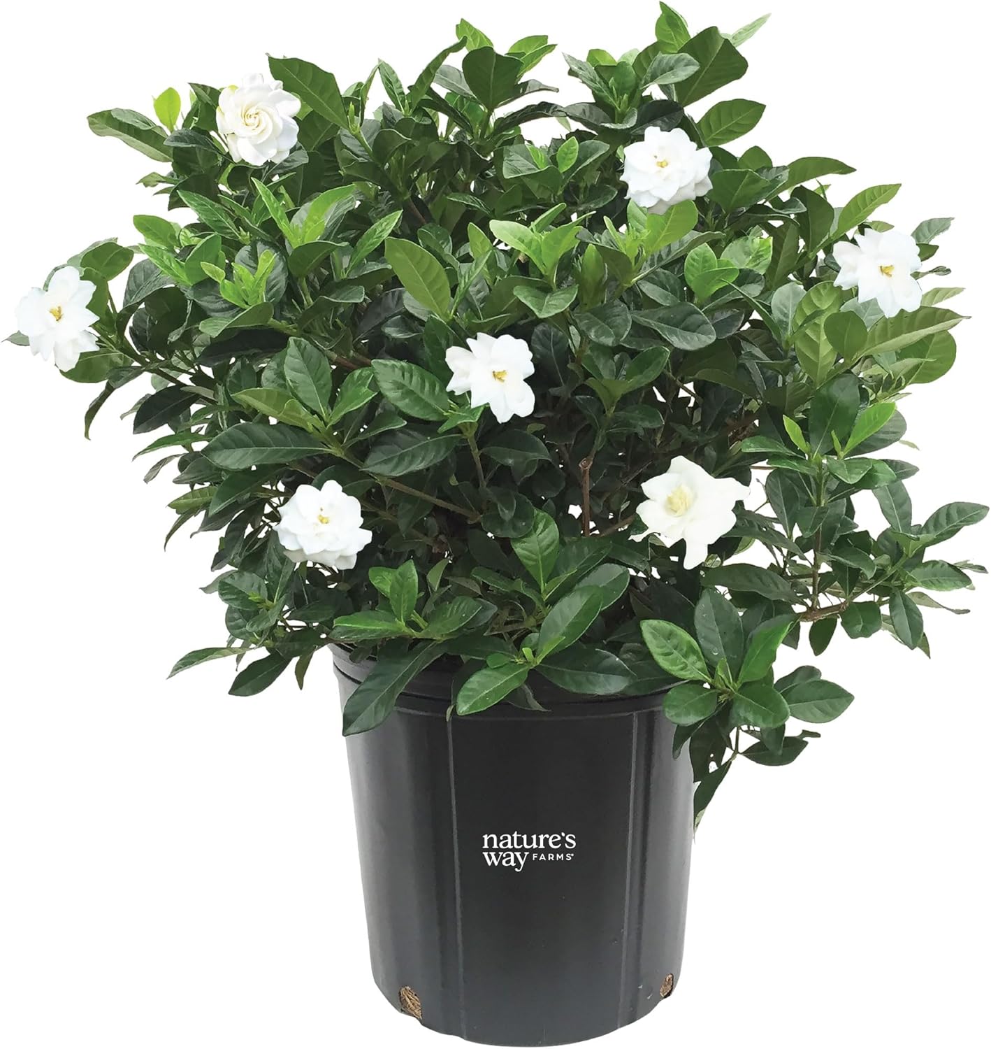 Nature’s Way Farms Gardenia Veitchii Outdoor Flowering Live Shrub (25-30in Tall) in Grower Pot Comes Without Flowers