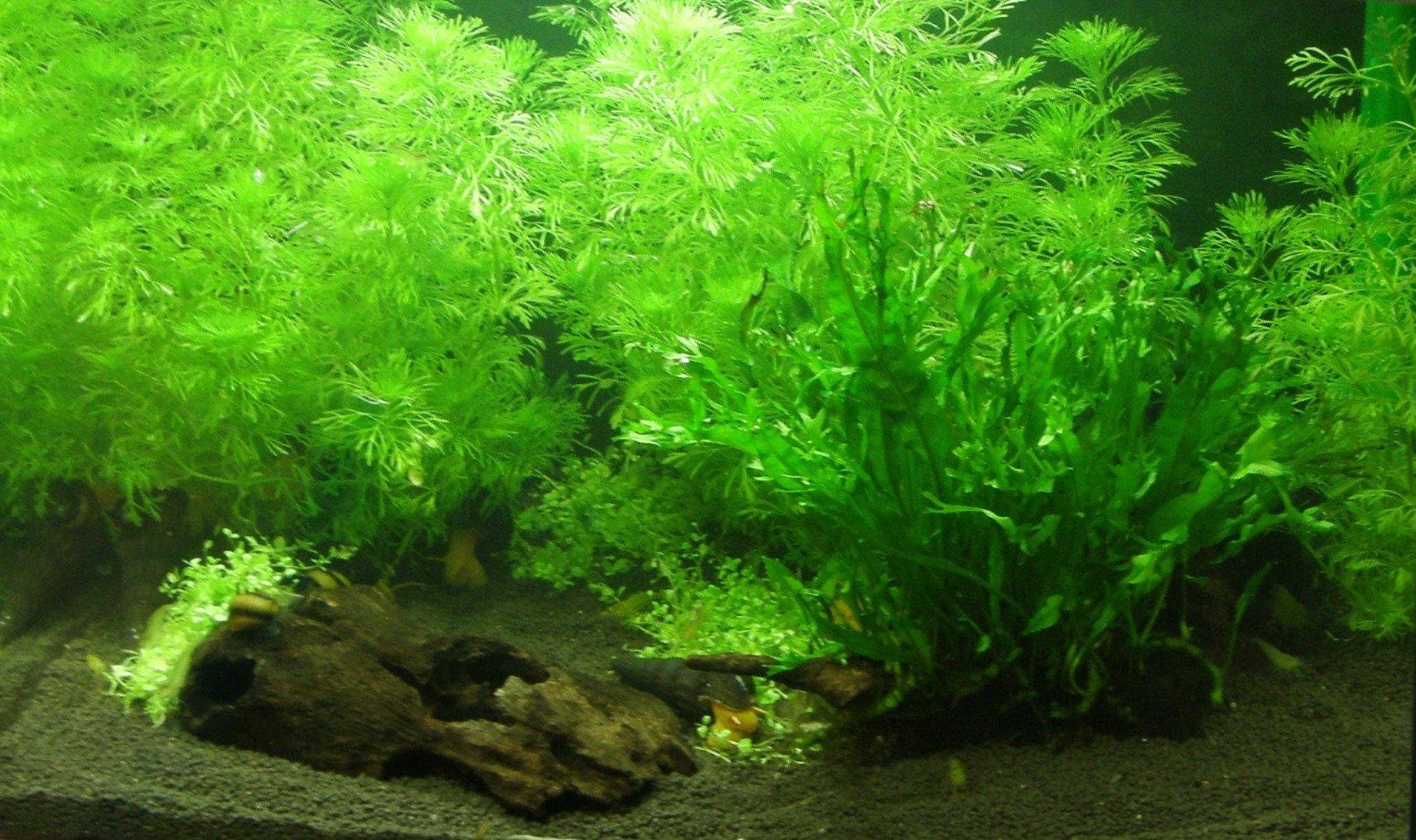 Aquarium Set für 100 l, Pflanzen, Kies, Deko (XV)