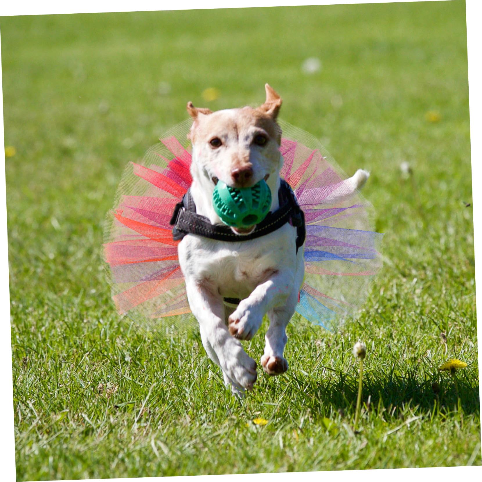 Regenbogen Haustier Halsband aus Tüll für Welpen und Kleine Hunde Atmungsaktiv und Strapazierfähig für Geburtstagsfeiern und Hochzeiten