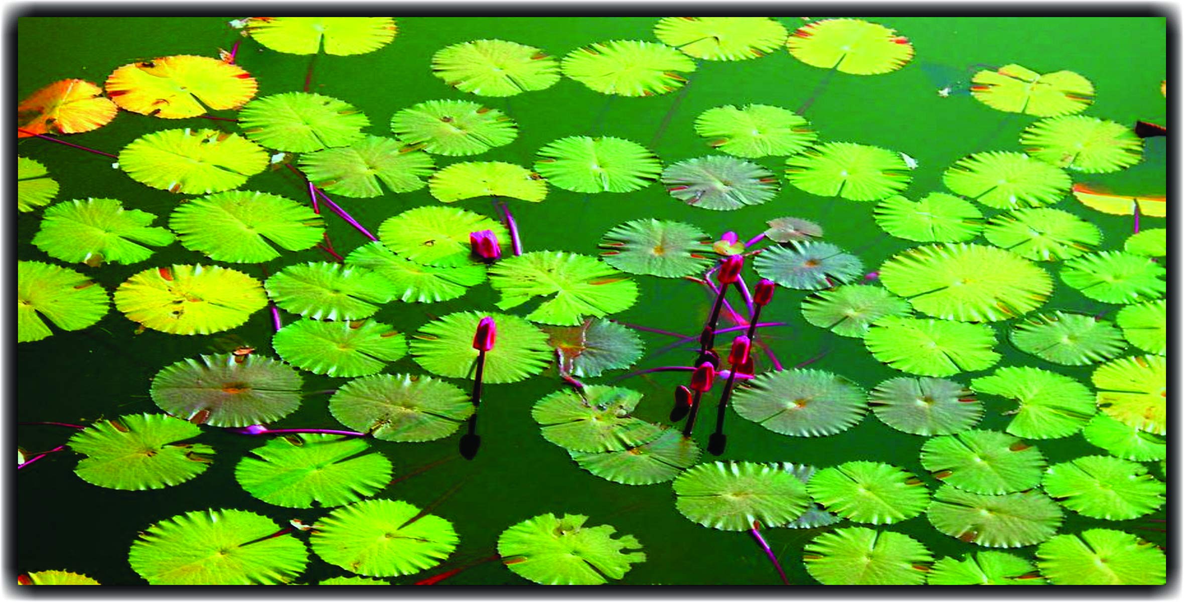 Lotus Leafs On Green Water, Floor Sticker, 3D, Bedroom, Living Room, Drawing Room, Kids Room, Peel and Stick, PVC Vinyl, Easy to use, Multicolor Size 60 cm X 30 cm, Pack of 1, Brand Jump up (B07X22ZDMC) Amazon Price History, Amazon Price Tracker