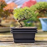 Vista 7 de Tinyroots Bonsai Soil Plus un paquete de tres macetas de entrenamiento para bonsái de seis pulgadas