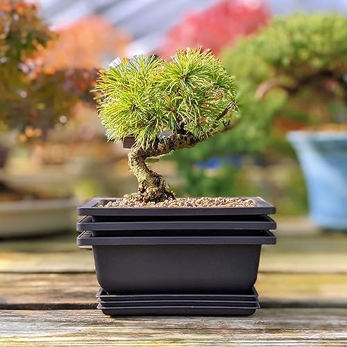 Miniatura 7 de Tinyroots Bonsai Soil Plus un paquete de tres macetas de entrenamiento para bonsái de seis pulgadas