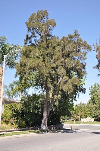 Miniatura 7 de Pino Australiano  Semillas Premium  Casuarina cunninghamiana  Plants' (Premium Seeds, 30)