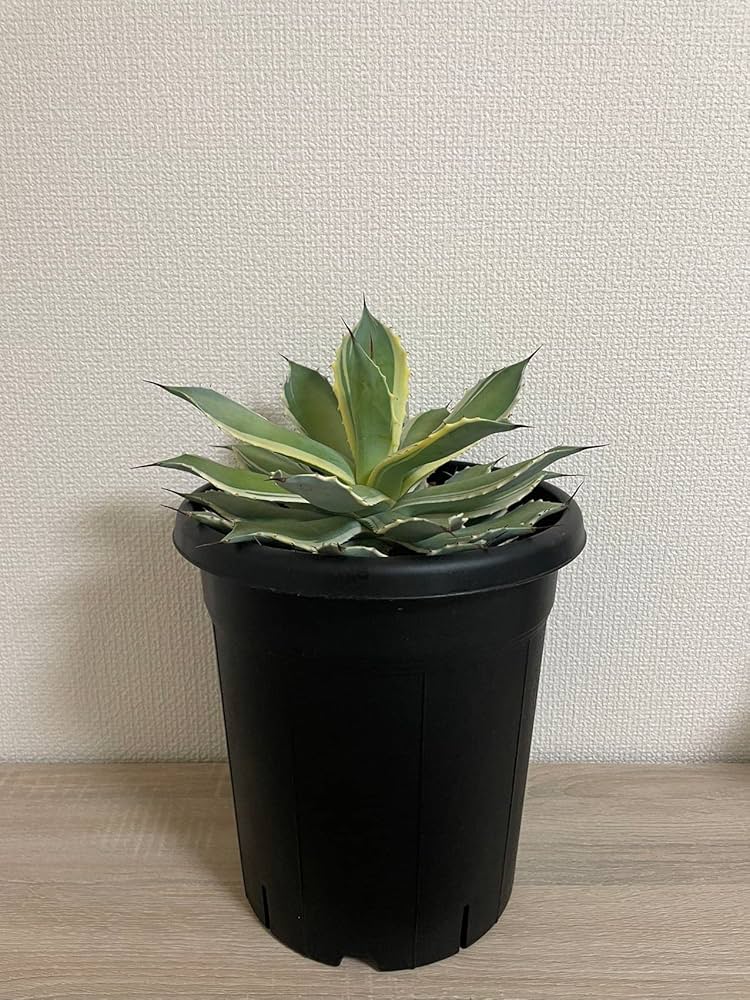 多肉植物　ブラックストライプ錦　1苗のみ 多肉植物 ブラックストライプ錦 1苗のみ