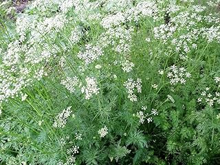Premier Seeds Direct - HERB CUMIN - CUMINUM CYMINUM 5 GRAM ~ 1500 FINEST SEEDS
