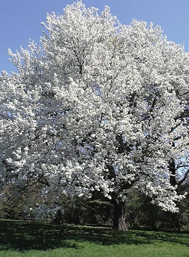 Miniatura 9 de Asian Pear Tree  Semillas Premium  Pyrus pyrifolia 'Fruit'  Plants' (Premium Seeds, 5)