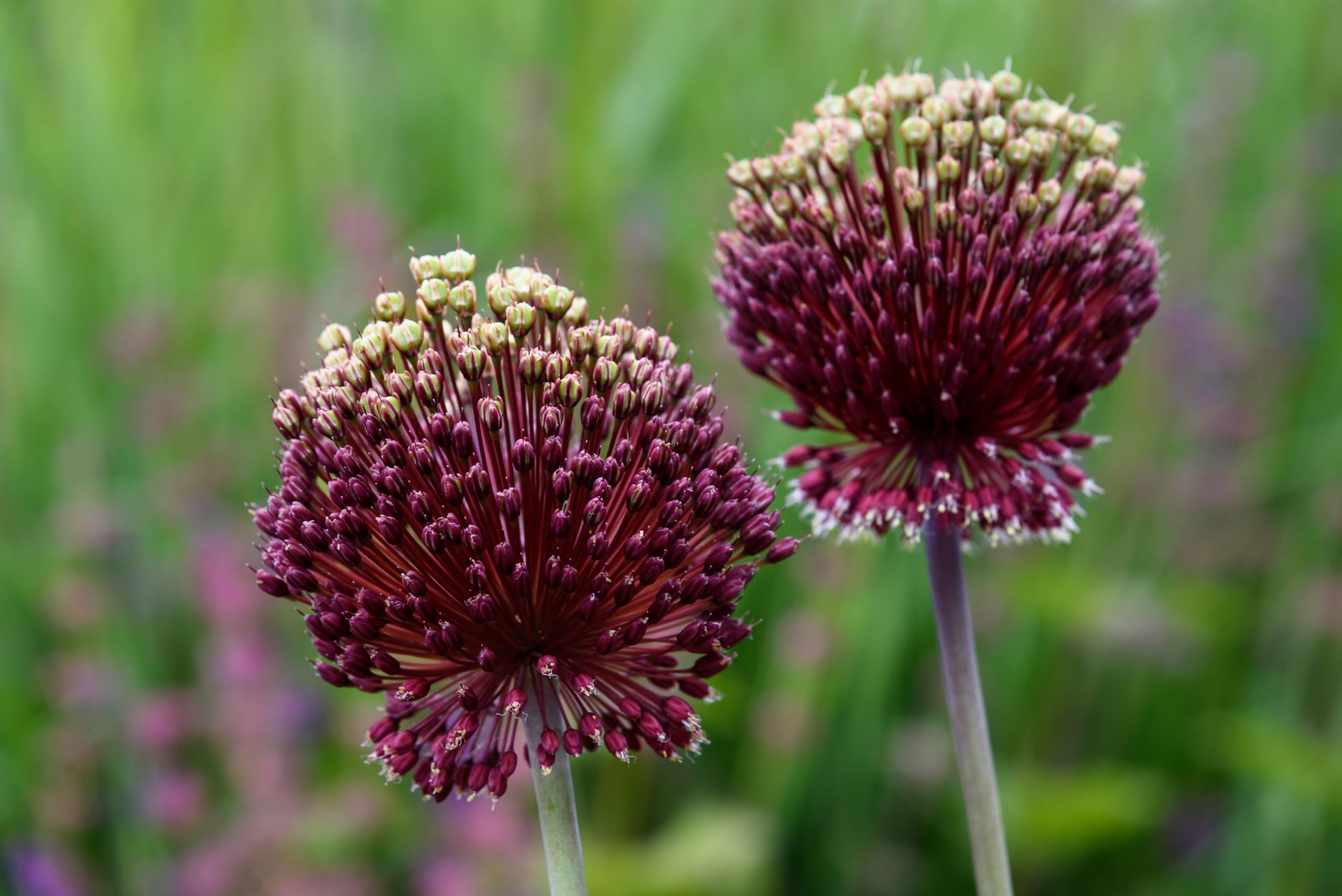 Lincolnshire Pond Plants Ltd - Allium Eros Plant Bulb x5 — view 33