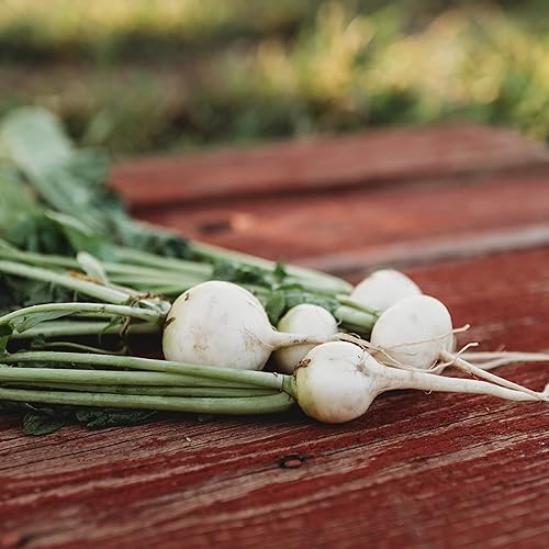 White Globe Rábano – 150 semillas – Variedad de reliquia y polinizada abierta, fácil de cultivar y de rápido crecimiento, semillas vegetales sin OMG