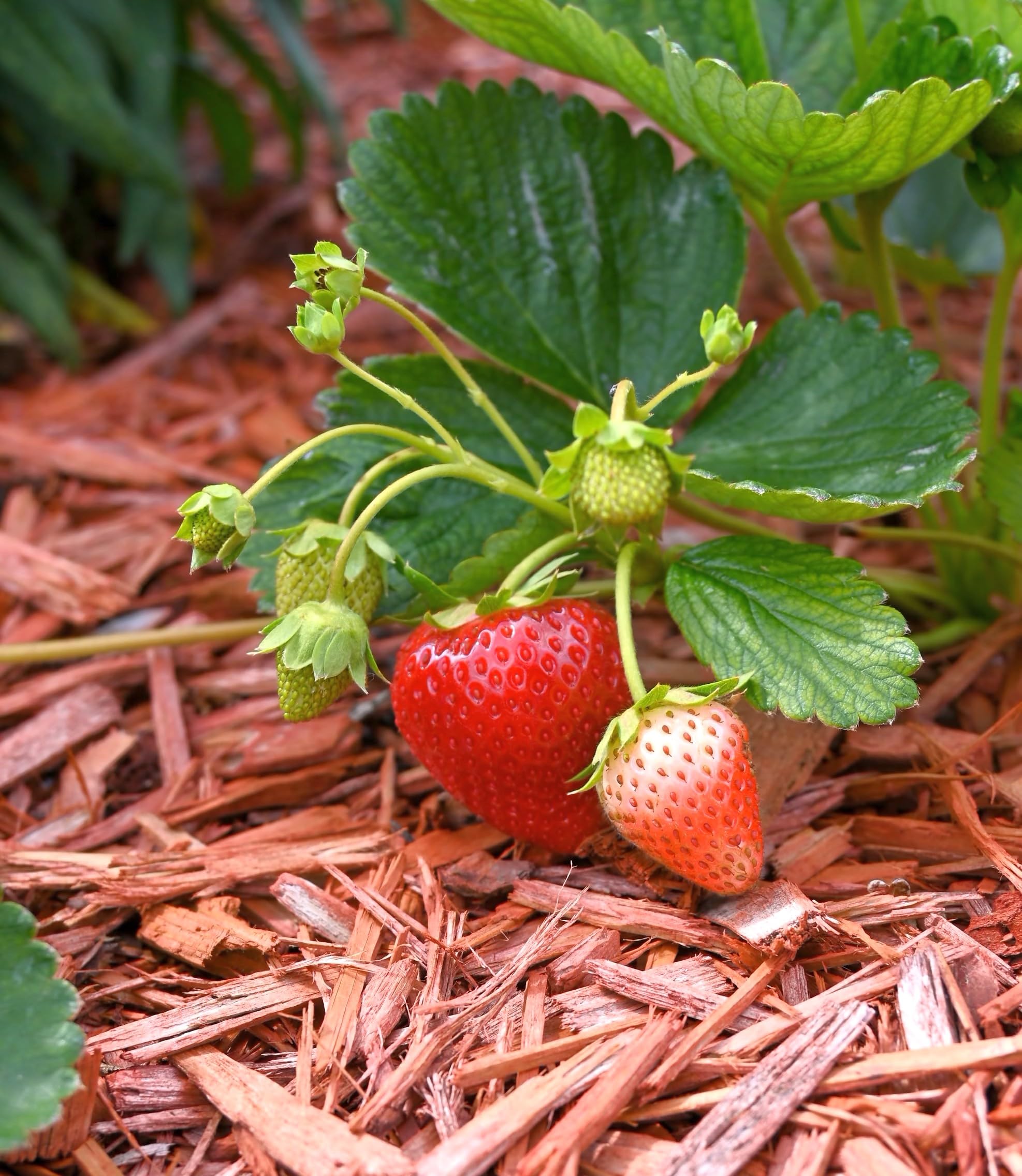 Generico PACCIAMATURA Naturale Biologica E BIODINAMICA ORTAGGI (70 Litri Sacco)