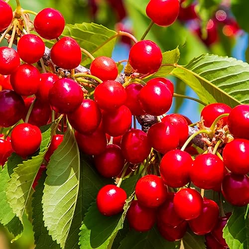 KVITER 10 Red Montmorency Sour Cherry Tree Seeds (Prunus cerasus) - Montmorency Tart Cherry - Heirloom Seed, Organic Fruit Seeds - Perfect for Fruit Tree Gardens & Orchards