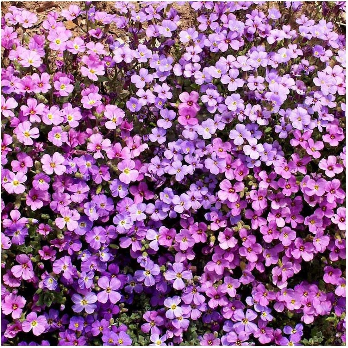 Everwilde Farms - 1/4 Lb Purple Rockcress Wildflower Seeds - Gold Vault