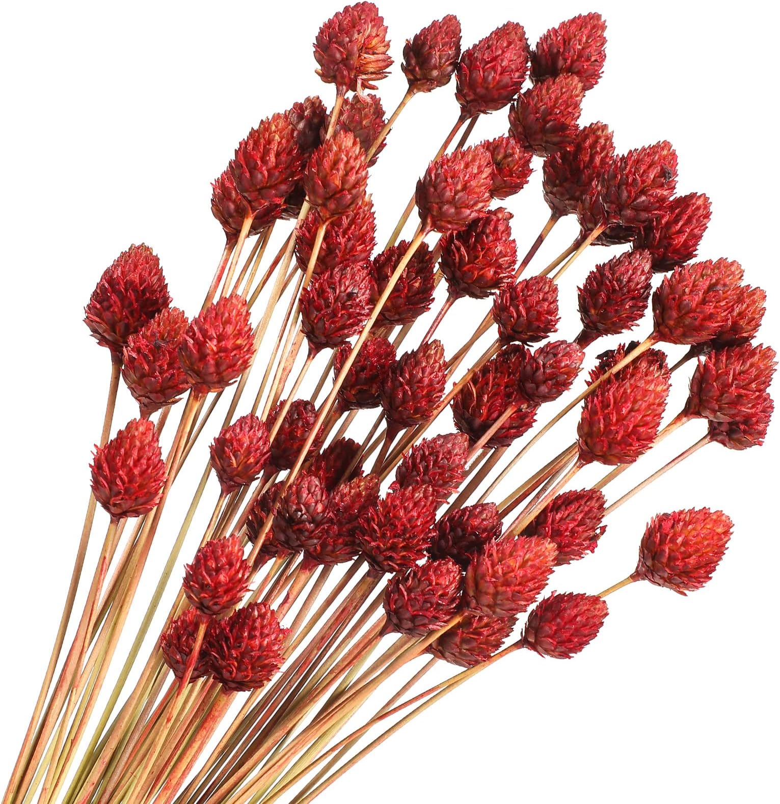 Rtteri 60 Pcs Red Dried Flowers with Stems for Vase Bouquet Bulk 16" Mini Ball Flowers Natural Fall Dried Pine Ball Eternal Life with Wedding Decor Bridal Shower Arrangement Party Table Decor