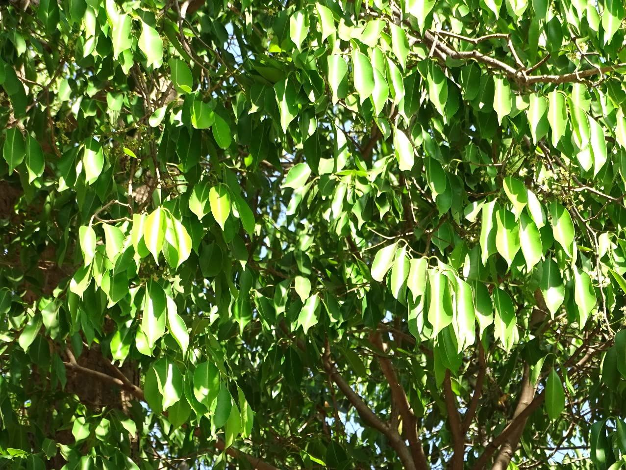 Indiana Syzygium cumini Malabar plum Java plum Black plum Jambolana Jamun Jam Nagai Jaamun Kaalo Jaamun Jaambu Jamunaa Chomshathei Hmuipui Lenhmui Neredu Phanir Live Plant_Odiplantz-image-30