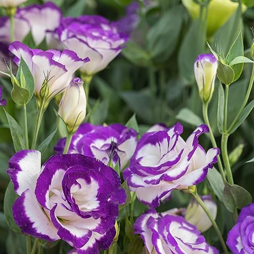 Miniatura 5 de Más de 300 semillas de flores de Lisianthus para plantar, flor anual de jardín de Lisianthus blanco morado y morado para plantar con polinización